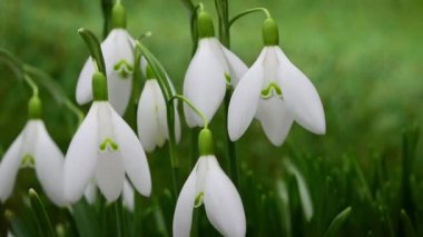 Snowdrops (Galanthus nivalis) close-up, white spring flowers. Shallow depth of field.