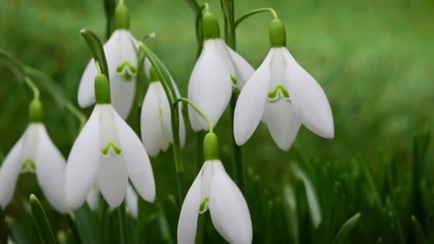 Подснежники Galanthus Nivalis Крупным Планом Белые Весенние Цветы Мелкая Глубина — стоковое видео