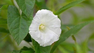 Hedge bindweed (Calystegia sepium) white flower with raindrops on leaves