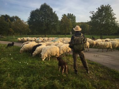 Shepherd with cattle dogs watching a group of sheep grazing in the countryside, Kanne, Belgium, Europe