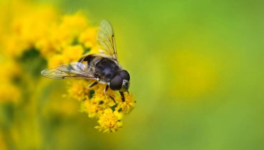 Plain-faced drone fly (Eristalis arbustorum) on Canada goldenrod yellow flowers, shallow depth of field macro photography