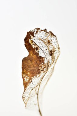 Leaf decay showing veins skeleton on white background, shallow depth of field macro photography