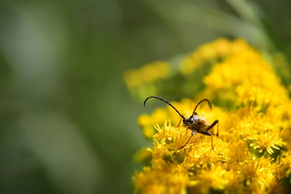 Stictoleptura Rubra Beetle Long Antennae Yellow Canadian Goldenrod Solidago Canadensis — Stock Photo, Image
