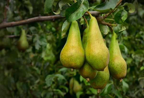 Pears hanging from tree branch in an orchard, Haspengouw, Belgium, Europe