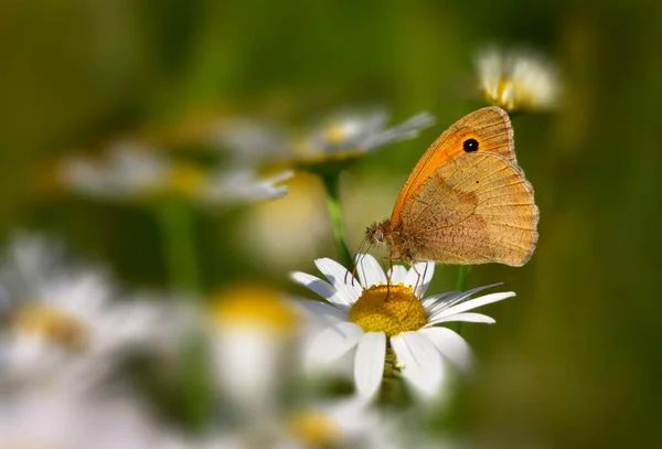 Meadow Brown Maniola Jurtina Butterfly Corn Chamomile Anthemis Arvensis Wildflower — Stock Photo, Image