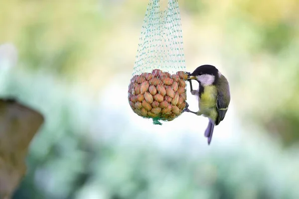 Great tit (Parus major) bird eating peanuts clinging on food bag