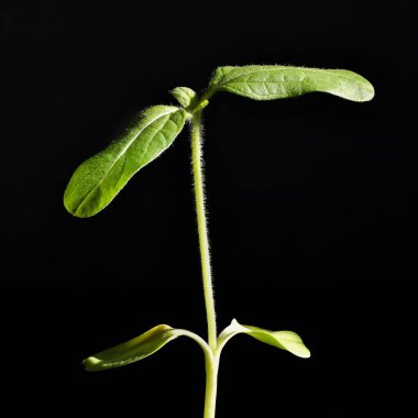 Young sunflower plant growing, dark background