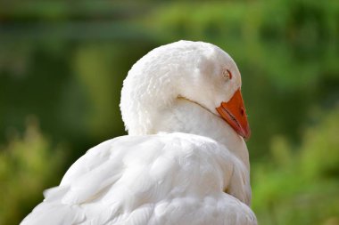 White goose sleeping, resting or taking a nap, close up portrait with shallow depth of field
