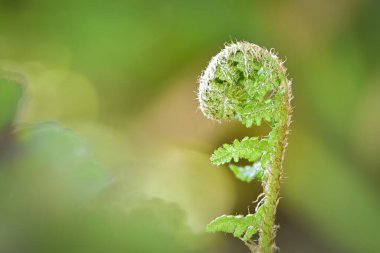 Fiddleheads or curly fronds of a young fern, soft green nature background, shallow depth of field macro photography, space for copy