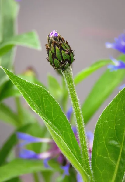 Cornflower or bachelor's button (Centaurea cyanus) bud, grows as a weed in wheat and corn fields, Europe