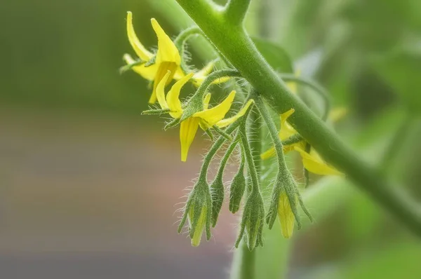 Yellow tomato flowers and buds, growing vegetables in the kitchen garden