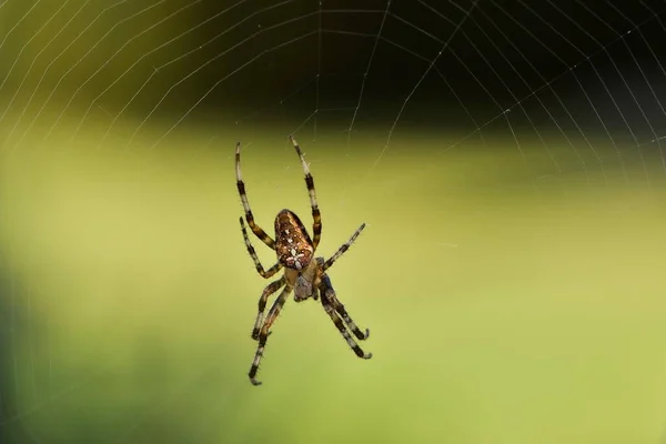 Garden cross spider (Araneus diadematus) waiting for a prey in the centre of it's web.