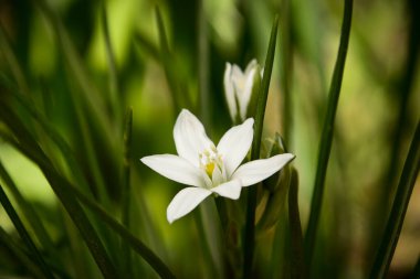 White spring flower named garden star-of-Bethlehem (Ornithogalum umbellatum), grass lily, nap-at-noon or eleven-o'clock lady, shallow depth of field