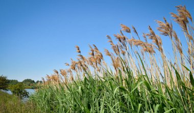 Yaygın kamış (Phragmites australis) rüzgarda salınan bulutlar, doğa rezervi Haut Geer, Lige, Belçika, Avrupa 