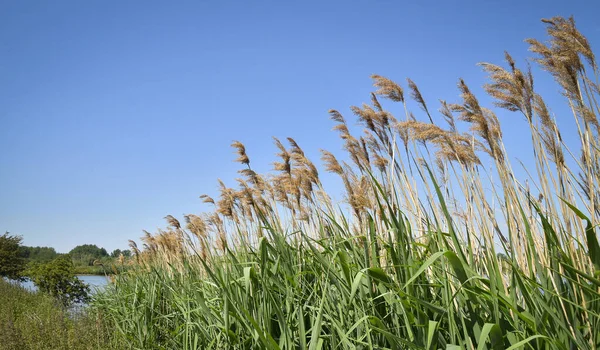 Common reed (Phragmites australis) plumes swaying in the wind, nature reserve Haut Geer, Lige, Belgium, Europe 