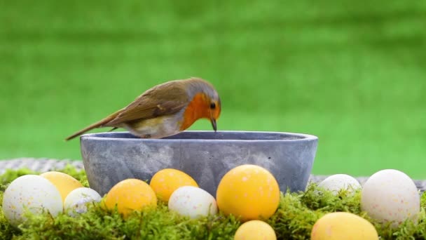 Robin Pechuga Roja Picoteando Comida Para Pájaros Decoración Huevos Pascua — Vídeos de Stock