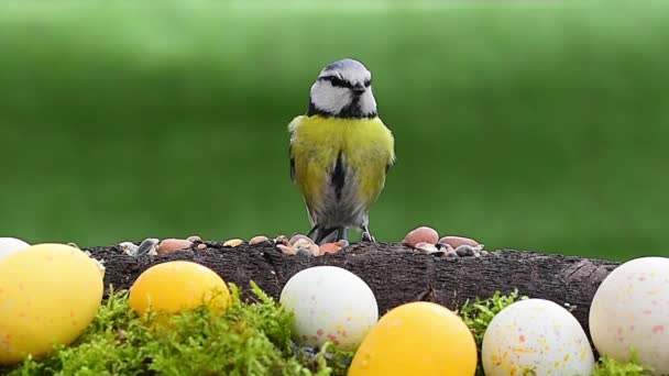 Diy Bird Feeder Easter Eggs Decoration Blue Tit Cyanistes Caeruleus — Stockvideo