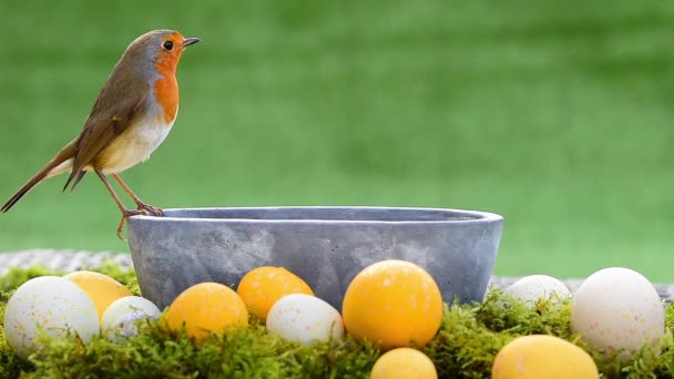 Baharda Robin Bird Paskalya Yumurtası Süslemesi — Stok video