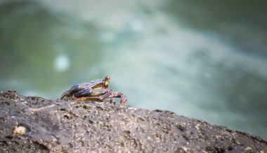Thin shelled rock or grapsid crab, Grapsus Tenuicrustatus, on rock by the sea