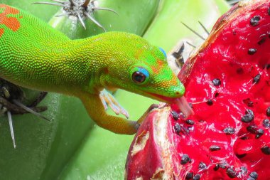 Gold dust day gecko licking the juicy red fruit of a green cactus close-up clipart