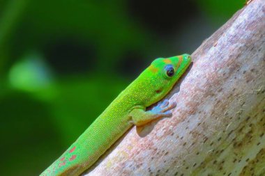 Colorful green gold dust day gecko at Akaka Falls State Park, Big Island, Hawaii clipart