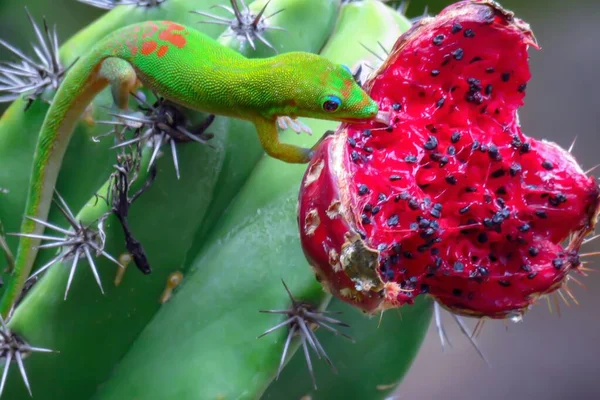 Dois Geckos Dia Poeira Ouro Phelsuma Laticauda Cacto Saguaro Que — Fotografia de Stock