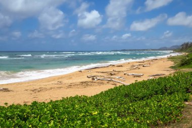 Sahilde sürüklenen ağaçlar, Lydgate Beach Park Kauai Hawaii