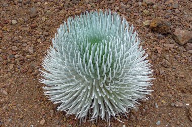 Haleakala silversword (Argyroxiphium sandwicense), rare and endangered plant growing at the summit of Haleakala volcano. Endemic to Maui, Hawaii. Ahinahina in Hawaiian language