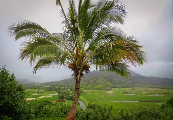 Palmtree Hanalei Valley Lookout Taro Fields Mountains Background Kauai Hawaii — Stockfoto