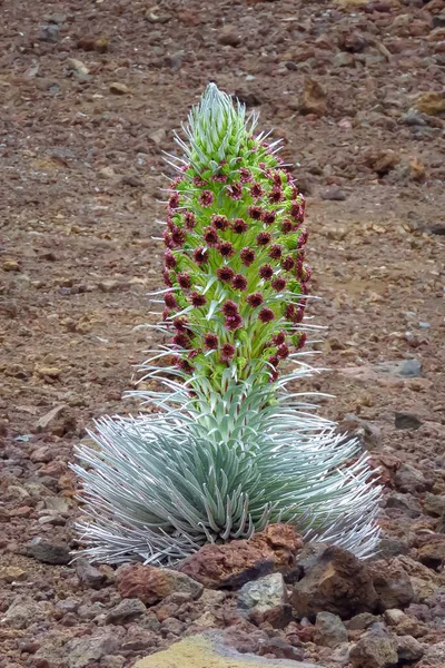 Haleakala silversword in bloom, Maui, Hawaii