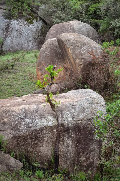 Pequeño Árbol Siguiendo Forma Una Gran Roca Sibebe Rock Eswatini — Foto de Stock
