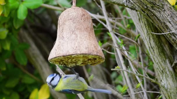 Blue Tit Eating Bird Seed Bell Easter Concept — 비디오
