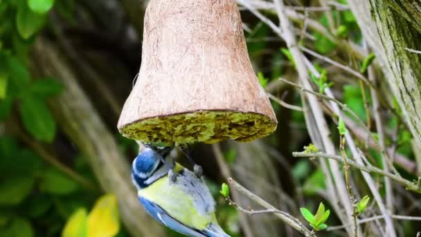 Blue Tit Clinging Easter Bell Bird Feeder Pecking Food Zoom — Vídeo de stock