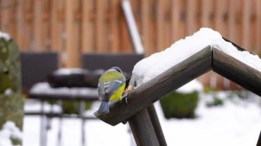 Blue tit bird eating food from snow covered bird feeder. 
