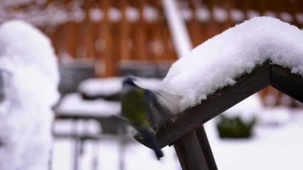 Ptaki Jedzą Nasiona Karmnika Dla Ptaków Pokrytego Śniegiem Zwolniony Ruch — Wideo stockowe