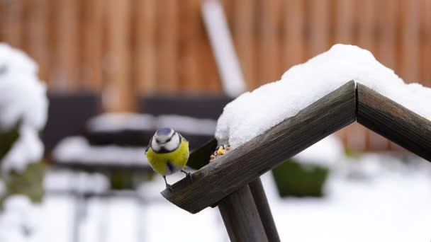 Blue Tits Pecking Food Snow Covered Bird Feeder Winter — Αρχείο Βίντεο