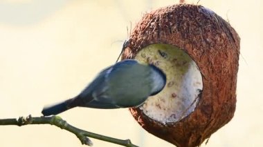 Blue tit eating suet and bird seeds from coconut bird feeder close-up