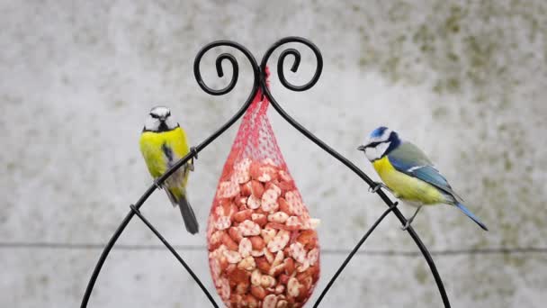 Blue Tit Birds Eating Peanuts — Vídeos de Stock