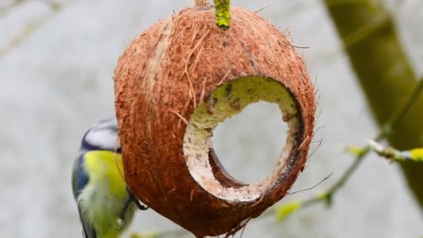 Pássaros Poleiro Alimentador Aves Coco Com Suet Sementes — Vídeo de Stock