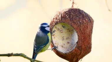 Blue tit bird feeding on coconut with suet and bird seeds, close up