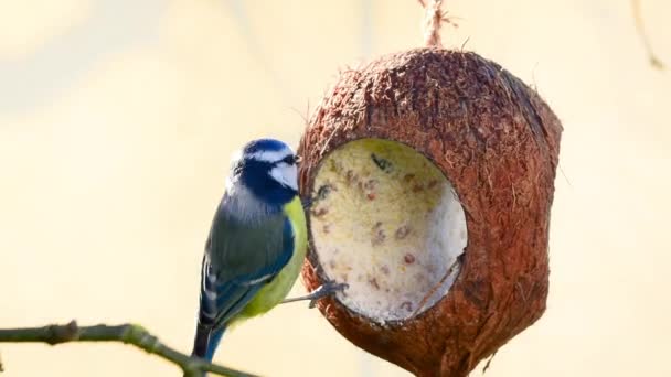 Blue Tit Bird Feeding Coconut Suet Bird Seeds Close — Vídeo de Stock