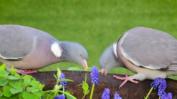 Palomas Madera Encaramadas Comiendo Semillas Aves Primavera — Vídeo de stock
