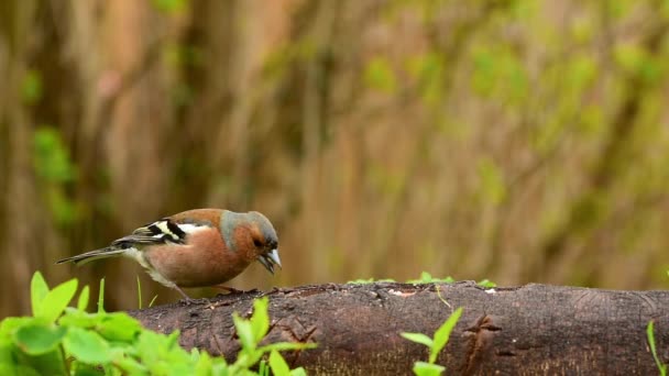 Finch Comiendo Semillas Aves Naturaleza — Vídeos de Stock