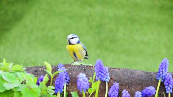 Blue Tit Bird Pecking Peanut Spring Flowers Nature Setting — Stockvideo
