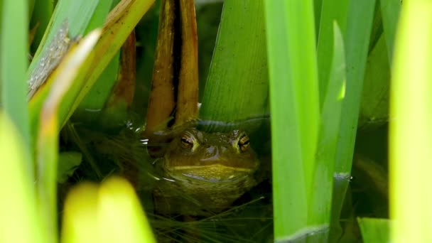 カエルの視線と点滅目 — ストック動画