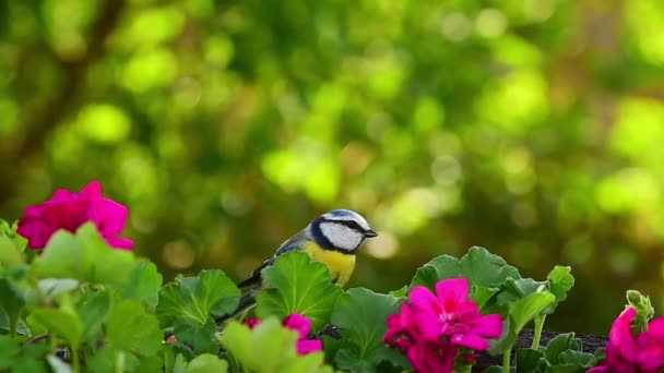 Blue Tit Bird Eating Peanuts Spring Flowers Green Nature Bokeh — Stockvideo