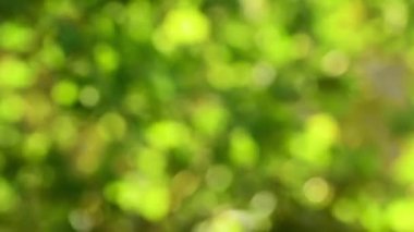 Yeşil doğa bokeh arka plan