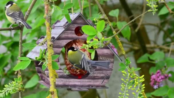 Great Tits Visiting Bird Feeder House — Stockvideo