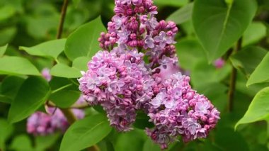 Leylak ağacı (şırınga vulgaris) çiçek açmaya başlıyor