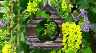 Great tit bird feeder house surrounded by yellow golden chain or golden rain blossom